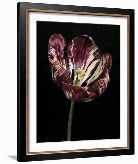 Midnight Tulip I-Derek Harris-Framed Giclee Print