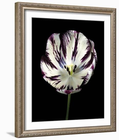 Midnight Tulip II-Derek Harris-Framed Giclee Print