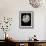Midnight Tulip II-Derek Harris-Framed Giclee Print displayed on a wall