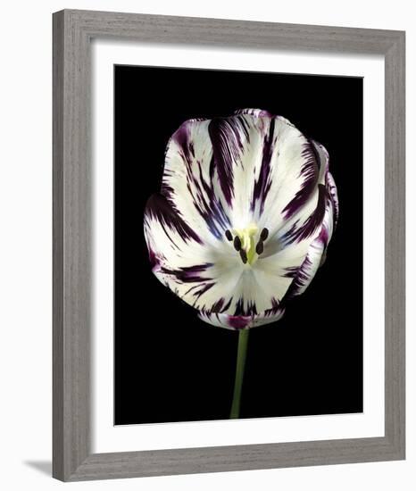 Midnight Tulip II-Derek Harris-Framed Giclee Print