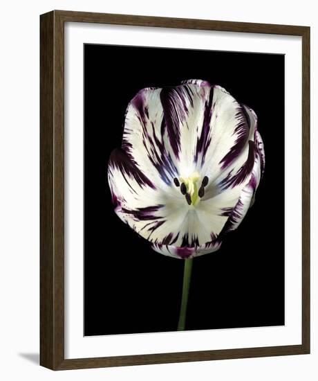 Midnight Tulip II-Derek Harris-Framed Giclee Print
