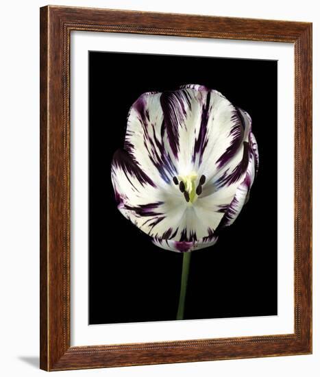 Midnight Tulip II-Derek Harris-Framed Giclee Print