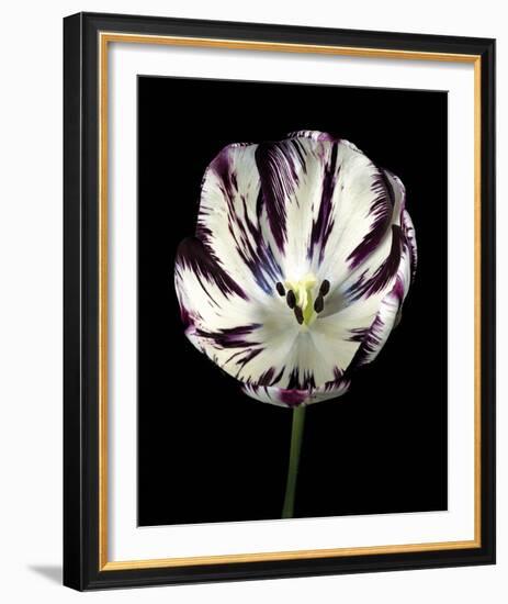 Midnight Tulip II-Derek Harris-Framed Giclee Print