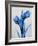 Midnight Tulips-Albert Koetsier-Framed Premium Giclee Print