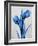 Midnight Tulips-Albert Koetsier-Framed Premium Giclee Print