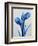 Midnight Tulips-Albert Koetsier-Framed Art Print