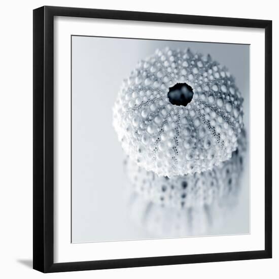 Midnight Urchins-Tracey Telik-Framed Art Print