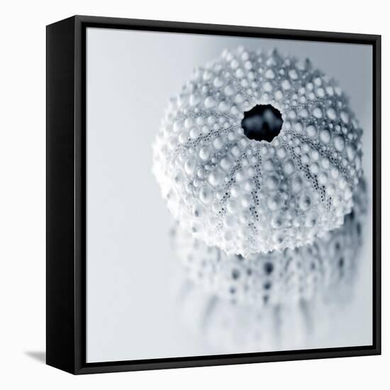 Midnight Urchins-Tracey Telik-Framed Stretched Canvas