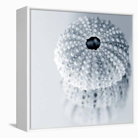 Midnight Urchins-Tracey Telik-Framed Stretched Canvas