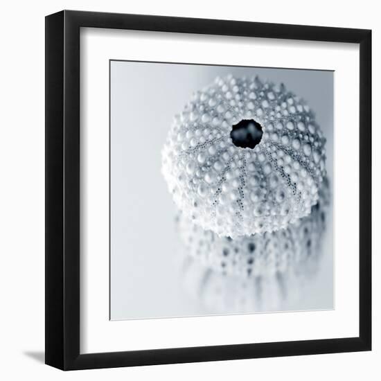 Midnight Urchins-Tracey Telik-Framed Art Print