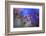 Midnight-Heidi Westum-Framed Photographic Print