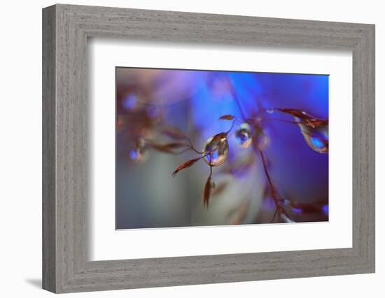 Midnight-Heidi Westum-Framed Photographic Print