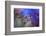 Midnight-Heidi Westum-Framed Photographic Print