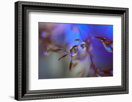 Midnight-Heidi Westum-Framed Photographic Print