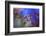 Midnight-Heidi Westum-Framed Photographic Print