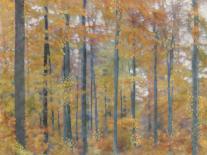 Fall Forest - Luminous-Midori Greyson-Giclee Print