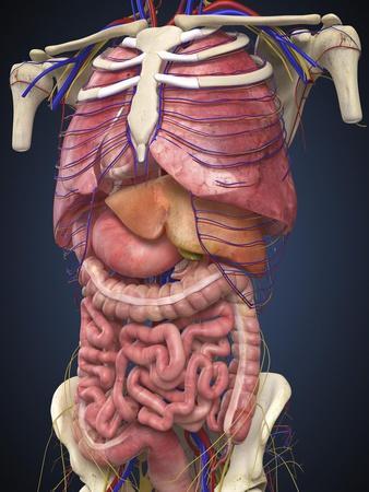 Midsection View Showing Internal Organs of Human Body' Art Print -  Stocktrek Images | Art.com