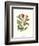 Midsummer Floral II-Vision Studio-Framed Art Print