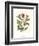 Midsummer Floral II-Vision Studio-Framed Art Print