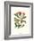 Midsummer Floral II-Vision Studio-Framed Art Print