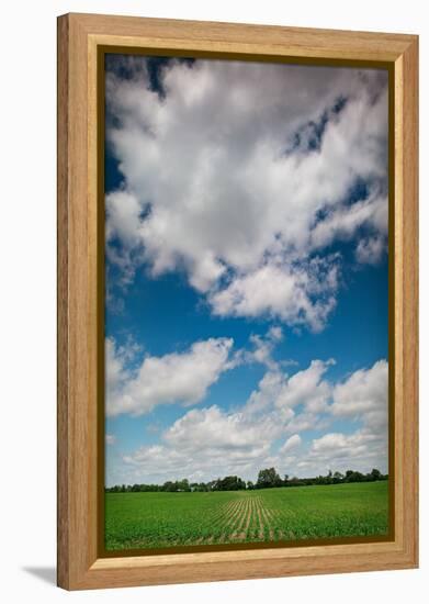 Midwest Corn Field-Steve Gadomski-Framed Premier Image Canvas