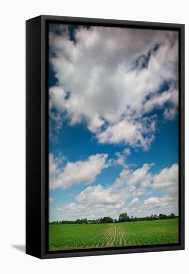 Midwest Corn Field-Steve Gadomski-Framed Premier Image Canvas