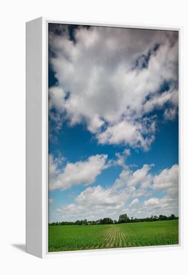 Midwest Corn Field-Steve Gadomski-Framed Premier Image Canvas