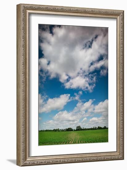 Midwest Corn Field-Steve Gadomski-Framed Photographic Print