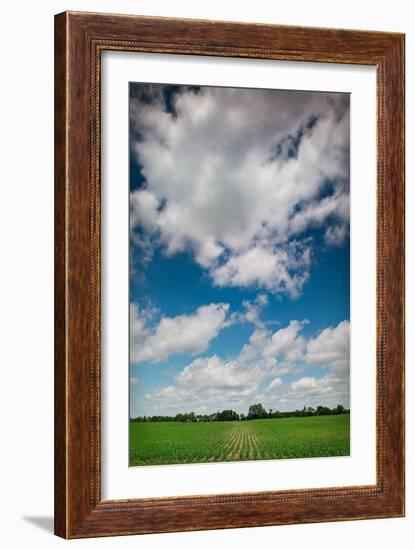 Midwest Corn Field-Steve Gadomski-Framed Photographic Print