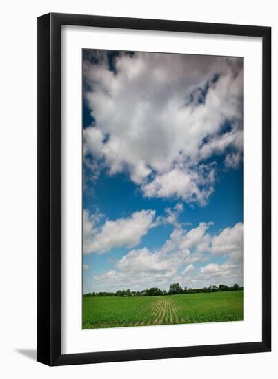 Midwest Corn Field-Steve Gadomski-Framed Photographic Print