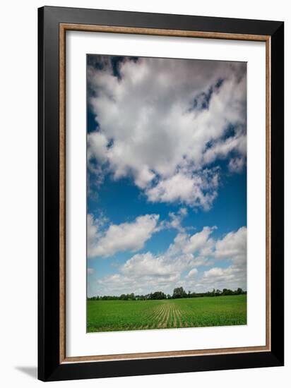 Midwest Corn Field-Steve Gadomski-Framed Photographic Print