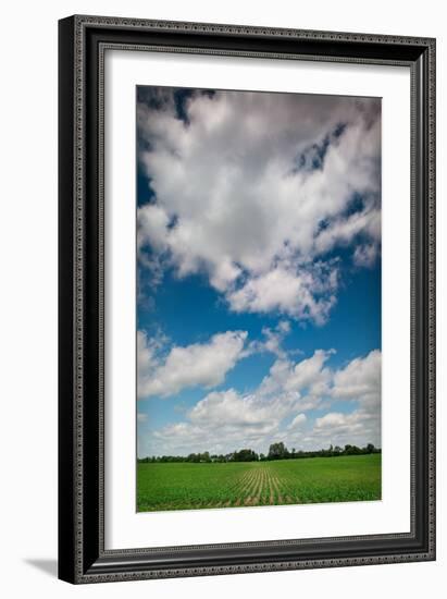 Midwest Corn Field-Steve Gadomski-Framed Photographic Print