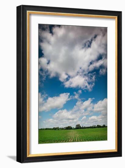 Midwest Corn Field-Steve Gadomski-Framed Photographic Print