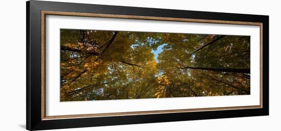 Midwest Forest Canopy-Steve Gadomski-Framed Photographic Print