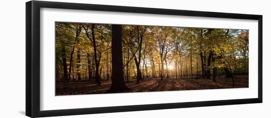 Midwest Forest-Steve Gadomski-Framed Photographic Print