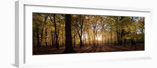 Midwest Forest-Steve Gadomski-Framed Photographic Print