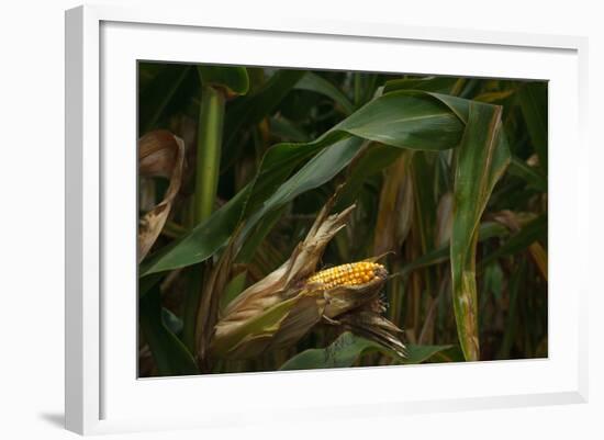 Midwest Harvest-Steve Gadomski-Framed Photographic Print