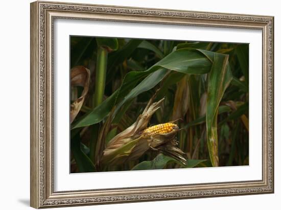 Midwest Harvest-Steve Gadomski-Framed Photographic Print