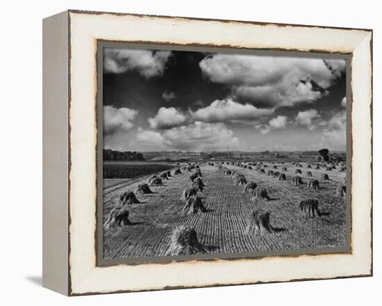 Midwestern Wheat Field at Harvest Time-Bettmann-Framed Premier Image Canvas