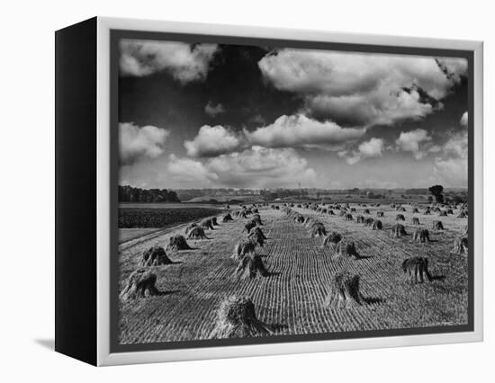 Midwestern Wheat Field at Harvest Time-Bettmann-Framed Premier Image Canvas