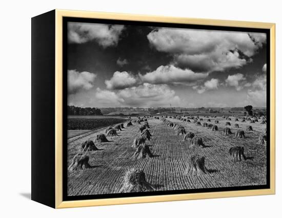 Midwestern Wheat Field at Harvest Time-Bettmann-Framed Premier Image Canvas