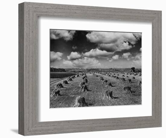 Midwestern Wheat Field at Harvest Time-Bettmann-Framed Photographic Print