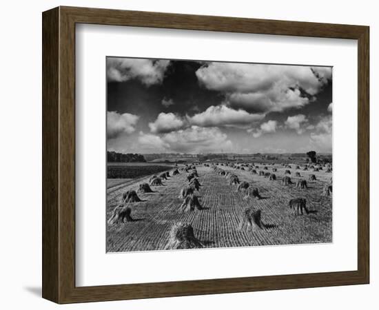 Midwestern Wheat Field at Harvest Time-Bettmann-Framed Photographic Print