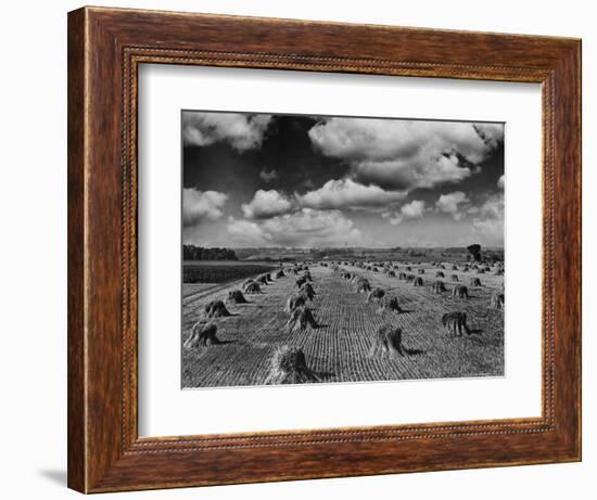 Midwestern Wheat Field at Harvest Time-Bettmann-Framed Photographic Print