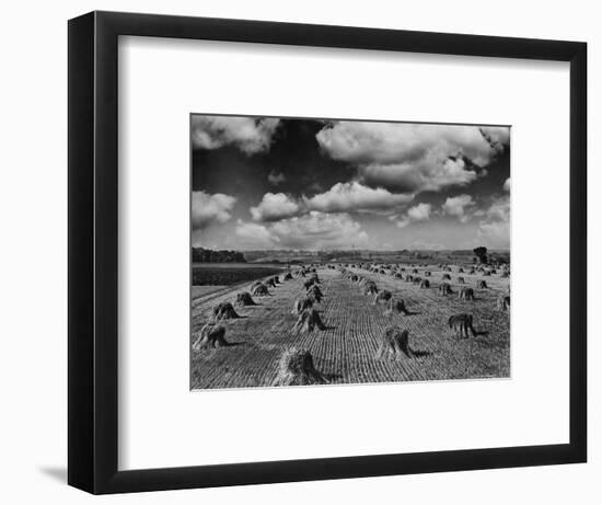 Midwestern Wheat Field at Harvest Time-Bettmann-Framed Photographic Print