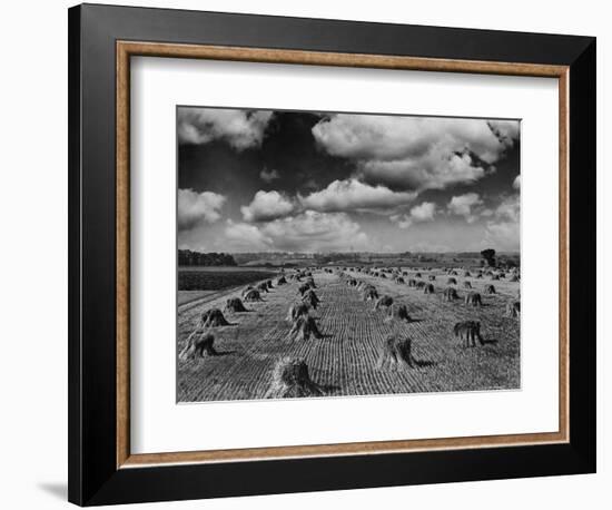 Midwestern Wheat Field at Harvest Time-Bettmann-Framed Photographic Print