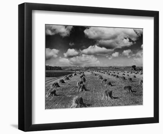 Midwestern Wheat Field at Harvest Time-Bettmann-Framed Photographic Print