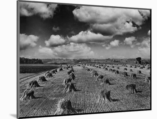 Midwestern Wheat Field at Harvest Time-Bettmann-Mounted Photographic Print