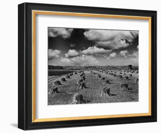 Midwestern Wheat Field at Harvest Time-Bettmann-Framed Photographic Print