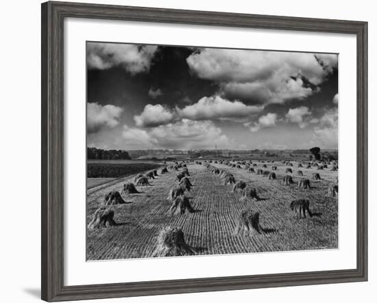 Midwestern Wheat Field at Harvest Time-Bettmann-Framed Photographic Print